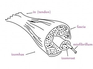 izom-es-fascia-myofascialis-egyseg
